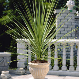 Cordyline australis